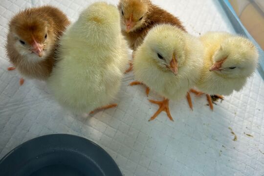 Jarní zázrak: líhnutí kuřátek v naší školce 1