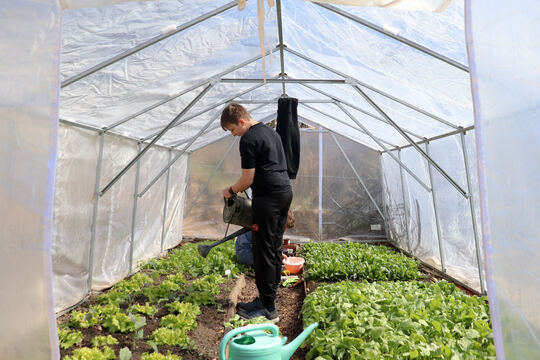 Foliovník stojí a plodí Foliovník stojí a plodí 1