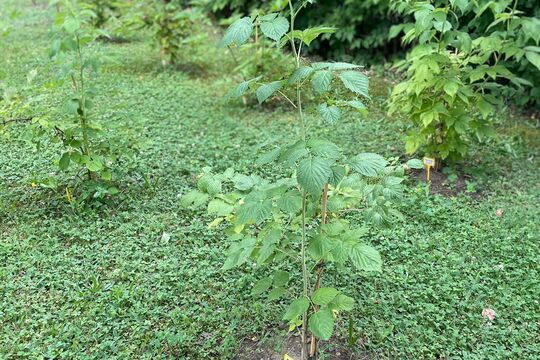 Slavnostní otevření naší "Jedlé školní zahrady" 1