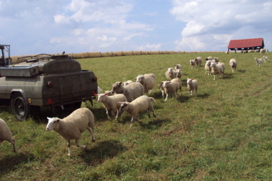 Práce na bio farmě U Chytilů 1