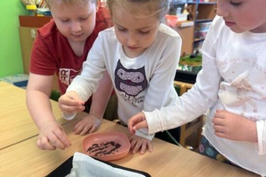 Microgreens - Sovičky 1