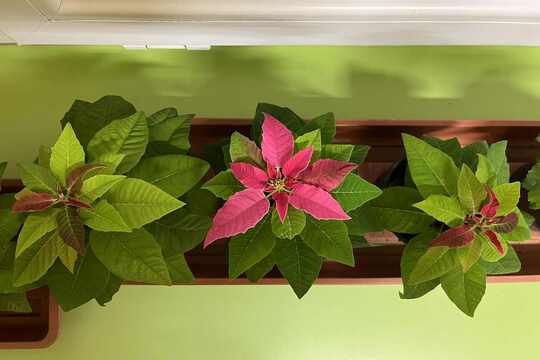 Vánoční hvězdy do rodinek 1