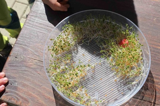 Microgreen u Včeliček 1