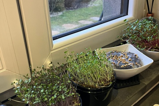 Příprava čerstvých klíčků 1