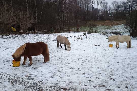 Návštěva poníků v Lísce Návštěva poníků v Lísce 1