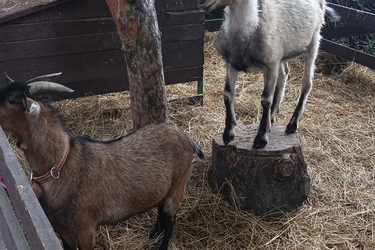 Farma s domácími zvířaty – Duběnka 1