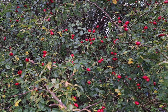 Třída Želviček - Sušení šípků na čaj 1