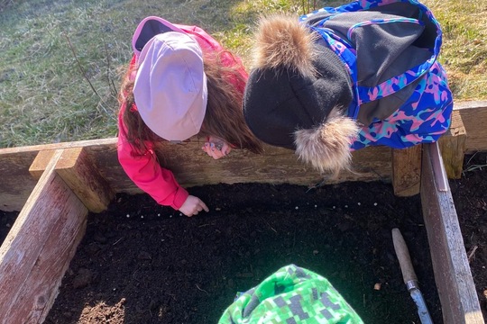 Sázení hrášku a cibule  1