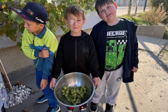 První úroda ze školní vinice potěšila děti z přípravné třídy První úroda ze školní vinice potěšila děti z přípravné třídy 1