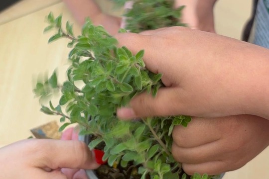 Bylinky a rajčátka od kamarádů Bylinky a rajčátka od kamarádů 1