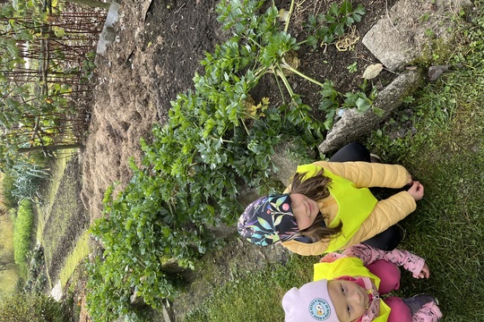 Sklízení mrkve a pečení mrkvových rohlíčků 1