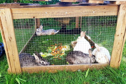 Nový domeček pro králíky 1
