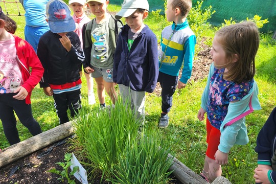 Od zrníčka k chlebu - zaseli jsme a pěstujeme obilí - Kytičky 1