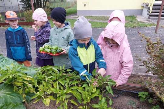 Motýlci z MŠ Kollárova - Sklizeň zelených paprik 1