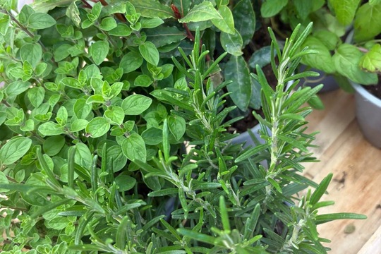 Bylinky a rajčátka od kamarádů Bylinky a rajčátka od kamarádů 1