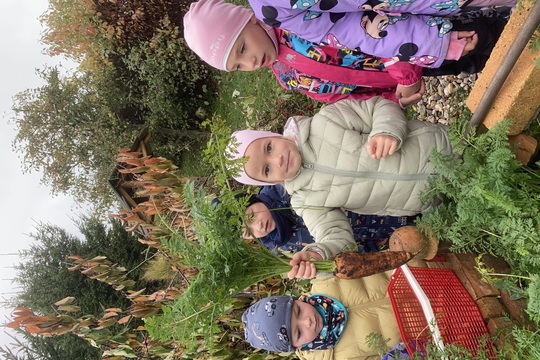 Jak Berušky pěstovaly mrkev 1