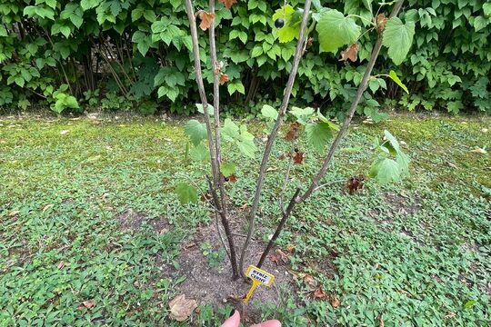 Slavnostní otevření naší "Jedlé školní zahrady" 1