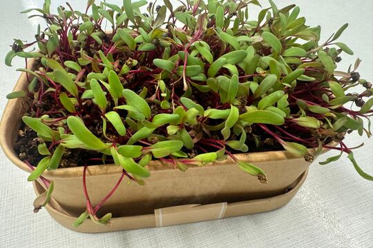 Pěstujeme microgreens - Sovičky 1