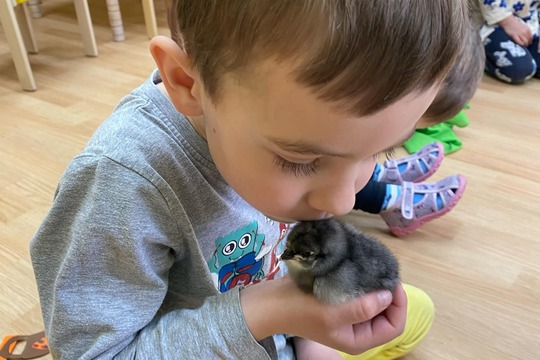 Líhnutí Kuřátek v Naší Mateřské Škole 1