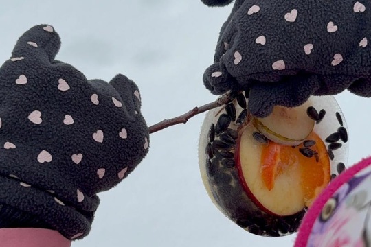 Ledová lednová krmítka  1