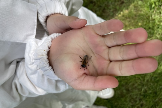 Kozí farma Držovice a Včelí farma AnnKas 1