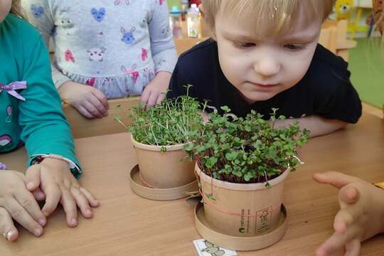 Microgreens 1