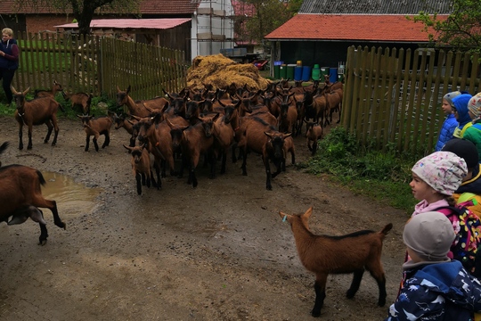 Návštěva kozí farmy 1