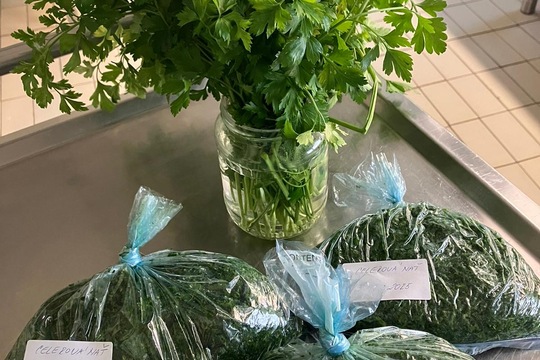 Naše kuchařky suší celerovou nať 1