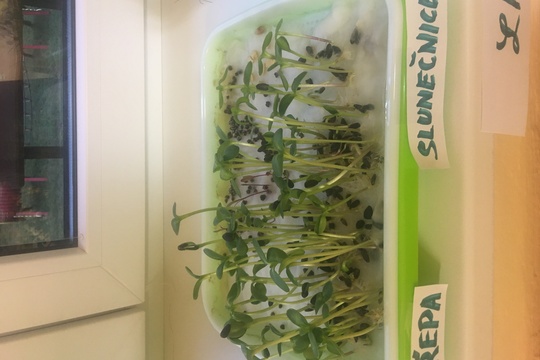 Microgreens - zahradníci - MŠ Kajlovec 1