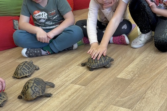 Světový den želv a beseda  1