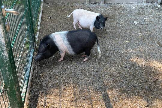 FARMAPARK U TOMA 1