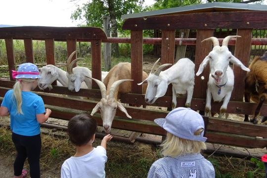Návštěva kozí farmy v Lozicích u Luže 1