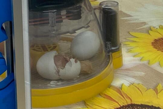 Jarní zázrak: líhnutí kuřátek v naší školce 1