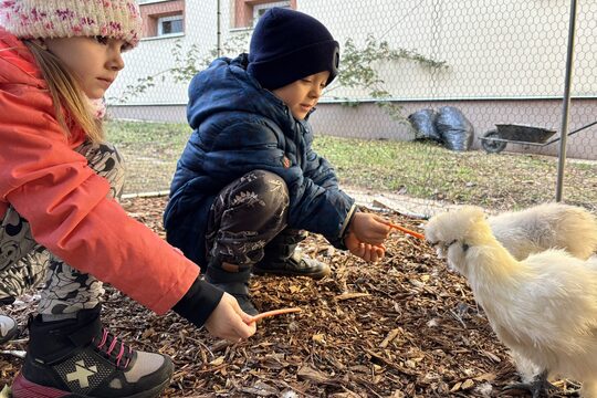 Nový kurník na naší školní zahradě! Nový kurník na naší školní zahradě! 1
