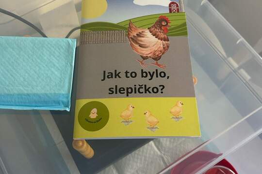 Líhnutí kuřátek 1