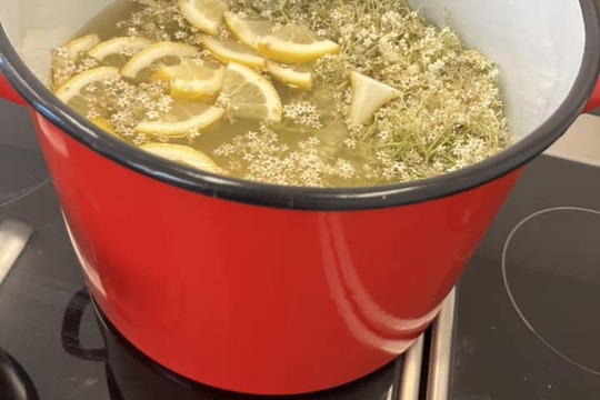 Vyrábíme domácí bezový sirup 1