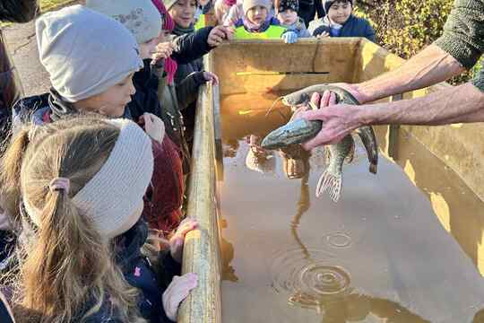 Výlov rybníka Výlov rybníka 1