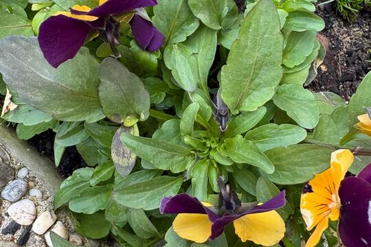 Ke svačině jaro  1