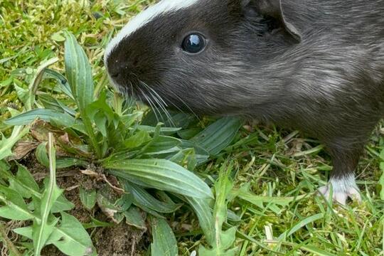 Venčíme morčátka  1