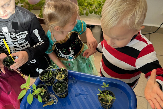 Péče o bylinky z hydroponické zahrádky Péče o bylinky z hydroponické zahrádky 1