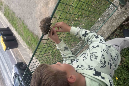 Slunečnice pro ptáky 1