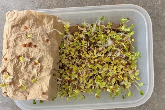 Zkoušíme klíčení semínek  1