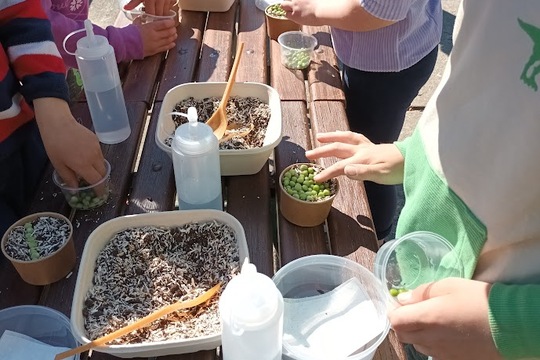 Učíme se pěstovat Microgreens 1