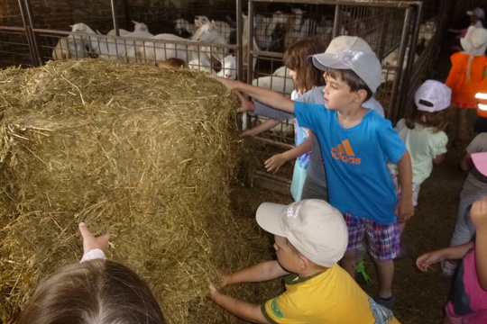 Návštěva kozí farmy v Ratibořicích u Jaroměřic nad Rokytnou 1