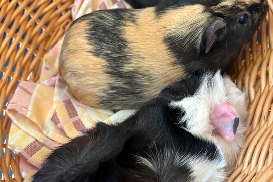 Máme nové mazlíčky Máme nové mazlíčky 1