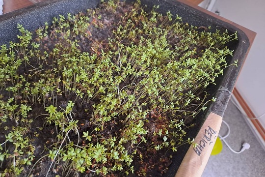 Microgreens 1