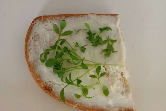 Pěstujeme řeřichu 1