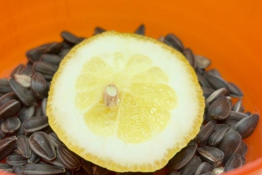 Ledová lednová krmítka  1