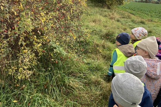 Vše o šípku - Berušky 1