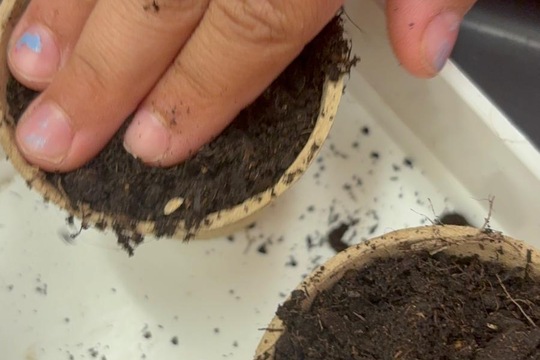 Bylinky a rajčátka od kamarádů Bylinky a rajčátka od kamarádů 1